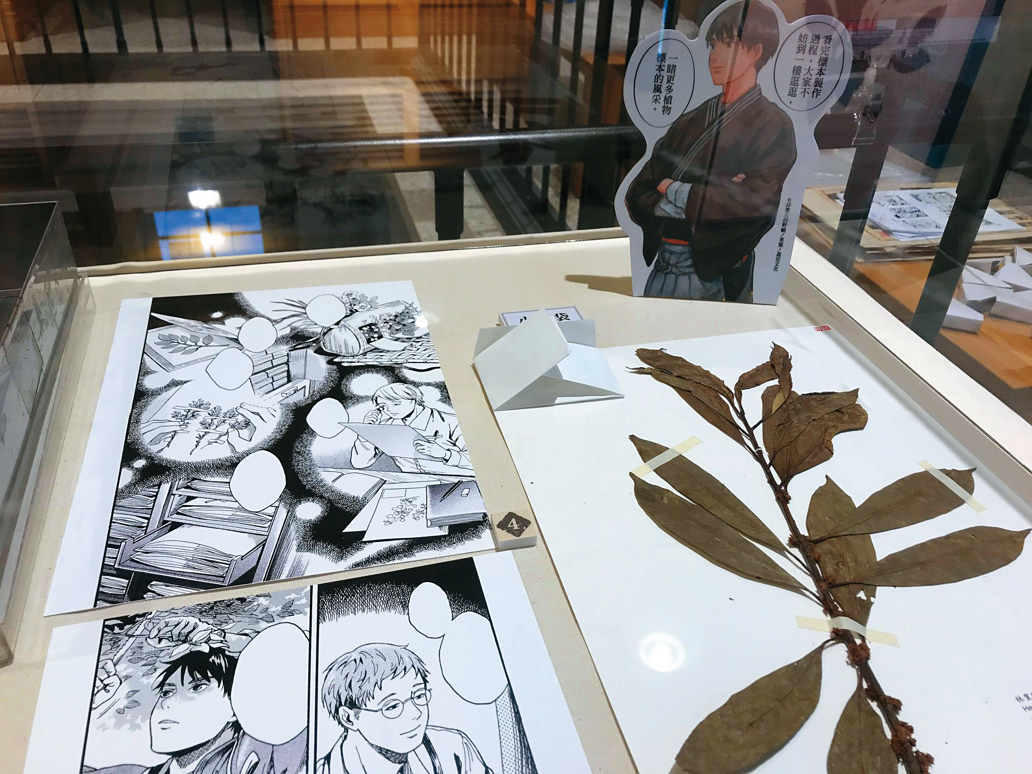 2021年《採集人的野帳》與漫畫主場景台北植物園腊葉館合作，展出漫畫原畫及館藏植物標本。（蓋亞文化提供）