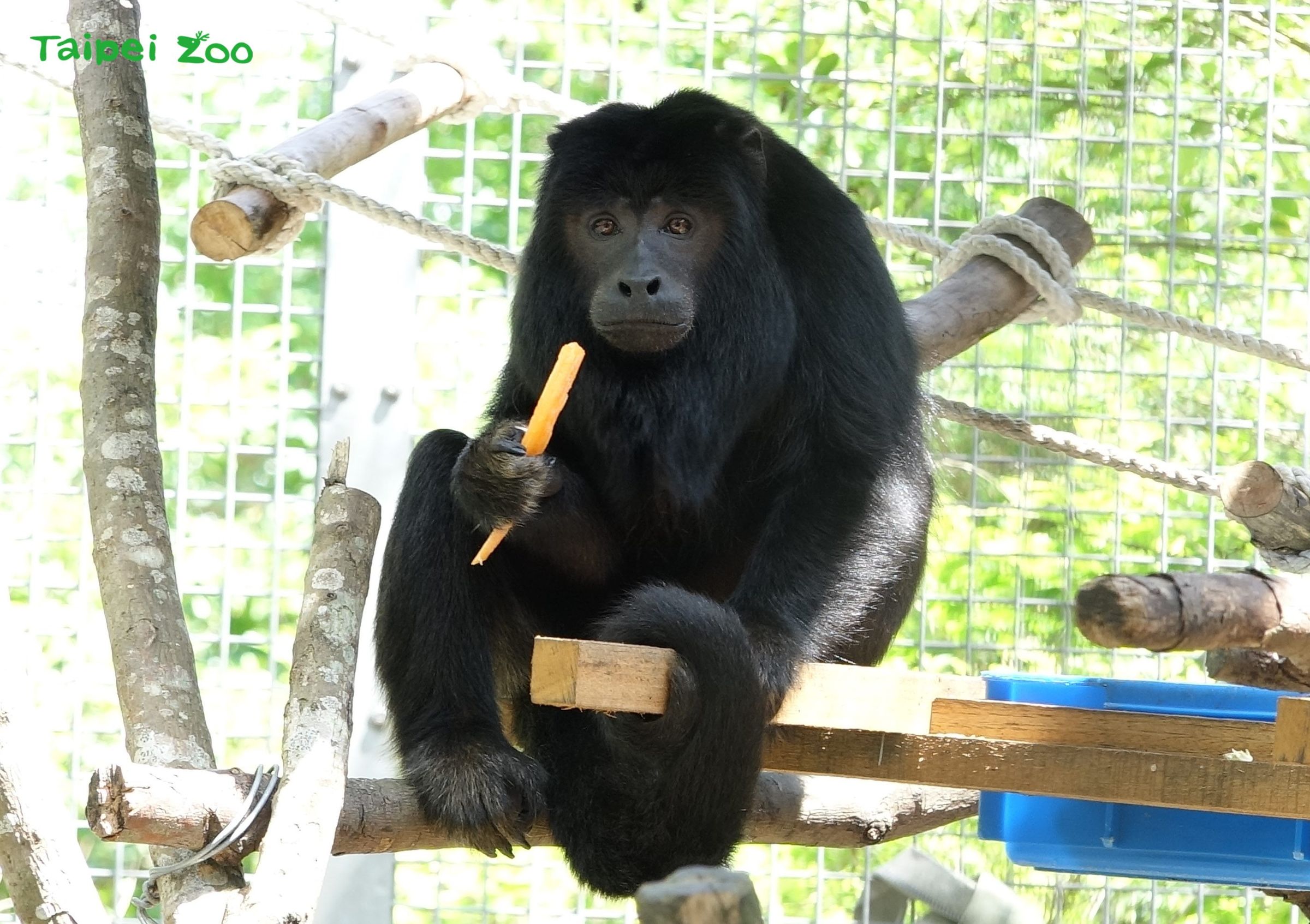 台北動物園裡的黑吼猴。(翻自台北動物園官網)