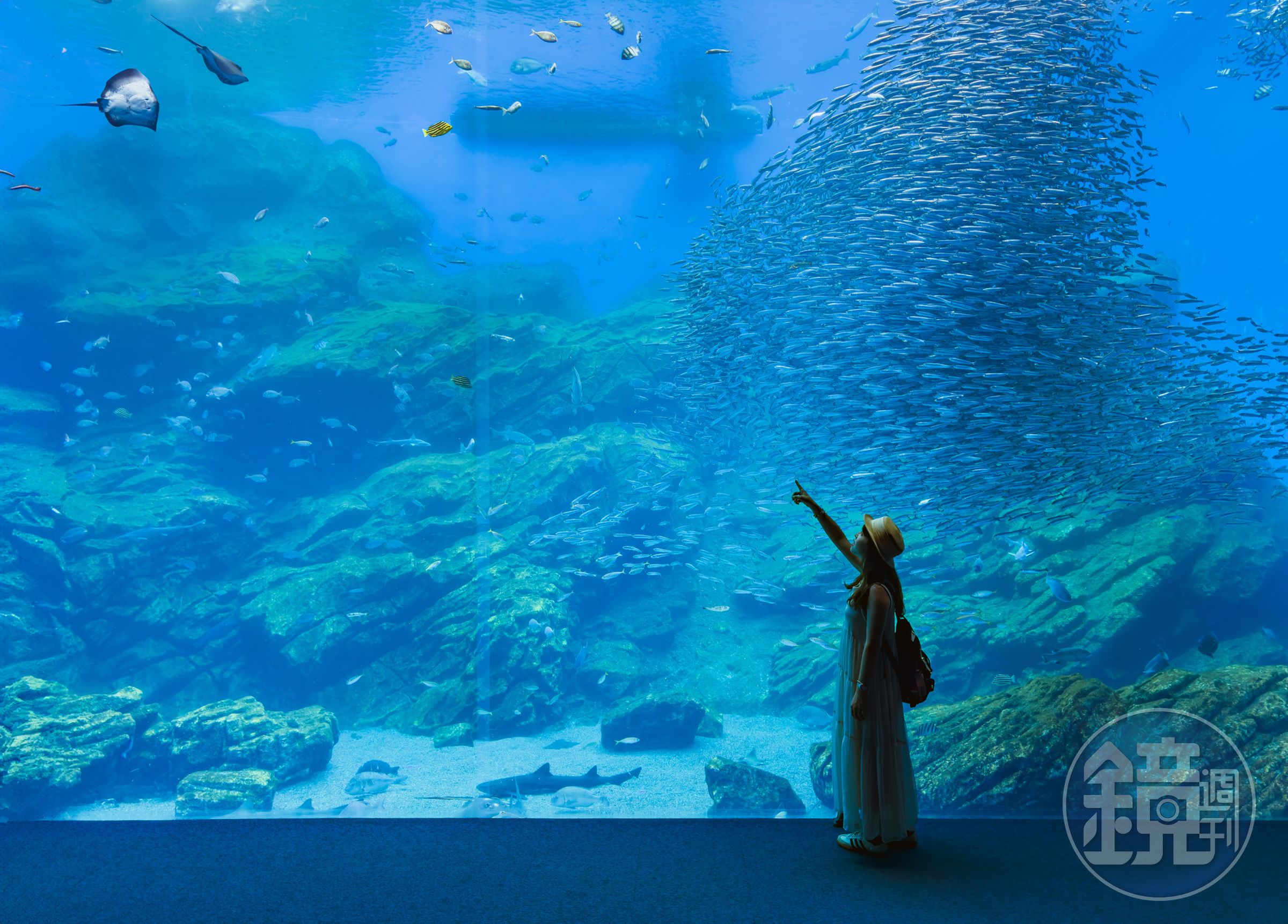 「仙台海洋森林水族館」的斑點莎瑙魚群與各種海洋生物,在音樂光影中自在悠游。