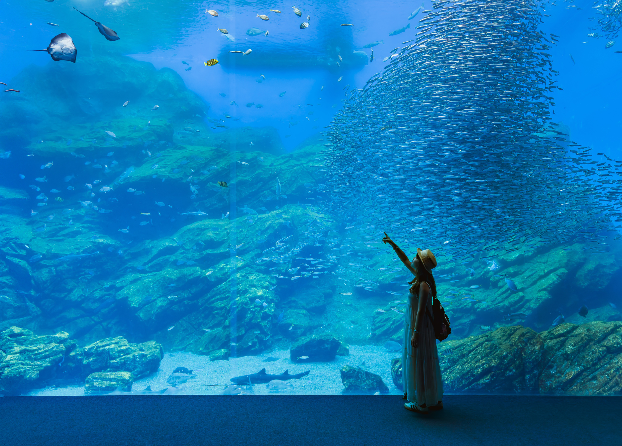「仙台海洋森林水族館」的斑點莎瑙魚群與各種海洋生物，在音樂光影中自在悠游。