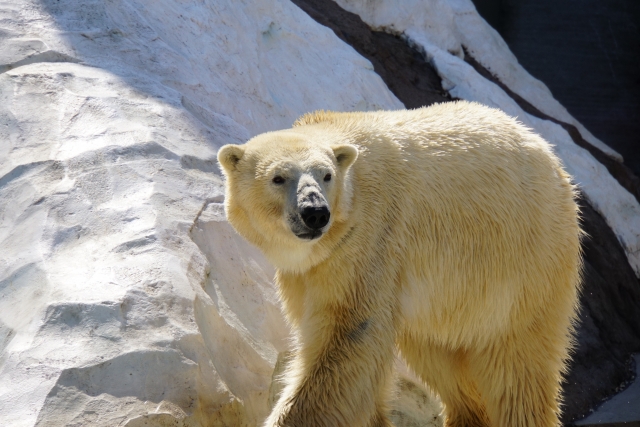 科學家發現北極熊因應氣候暖化，基因出現變化。（示意圖，pixabay）