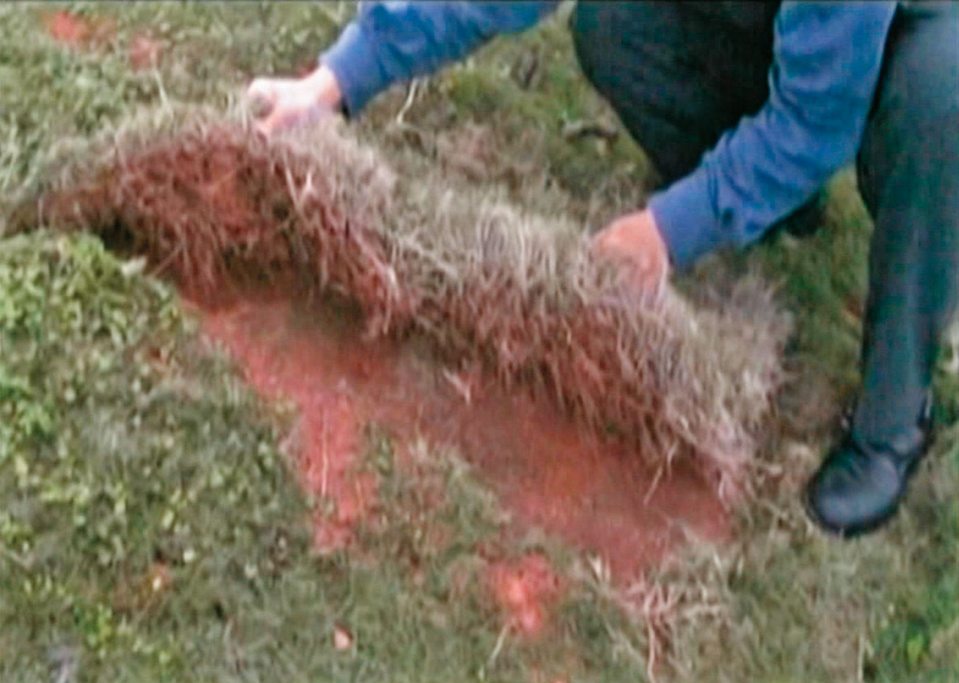 盜墓集團十分專業，犯案後還會把墓地上的草皮回復原狀。（東森新聞提供）