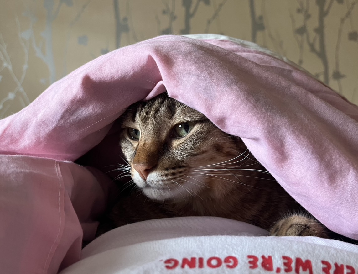 天氣冷颼颼，貓咪也選擇躲在被窩中。（讀者提供）
