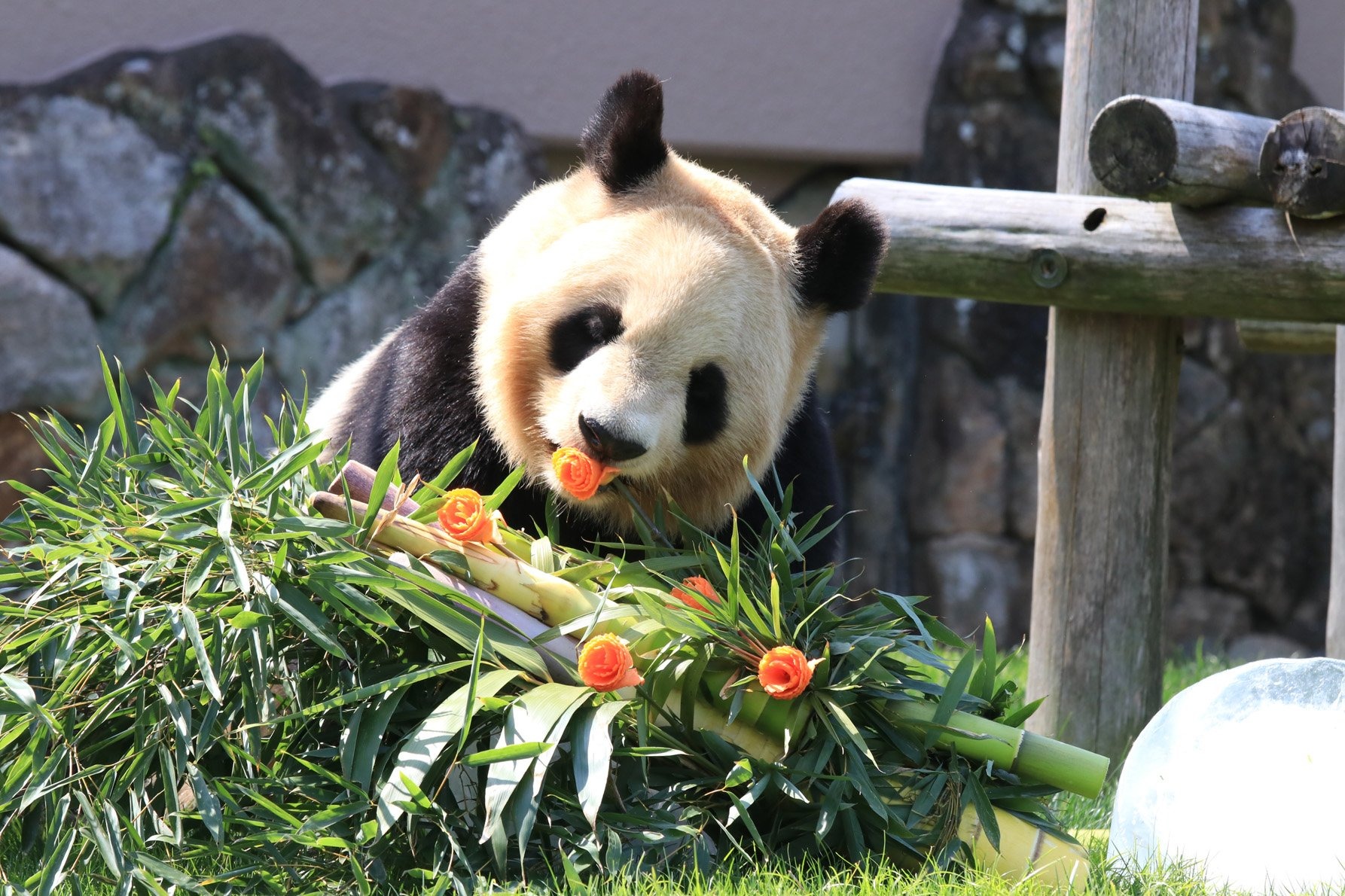 和歌山4隻大熊貓最後公開日的現場氣氛既熱烈又帶著不捨。（翻攝自@shirahama_MH X）