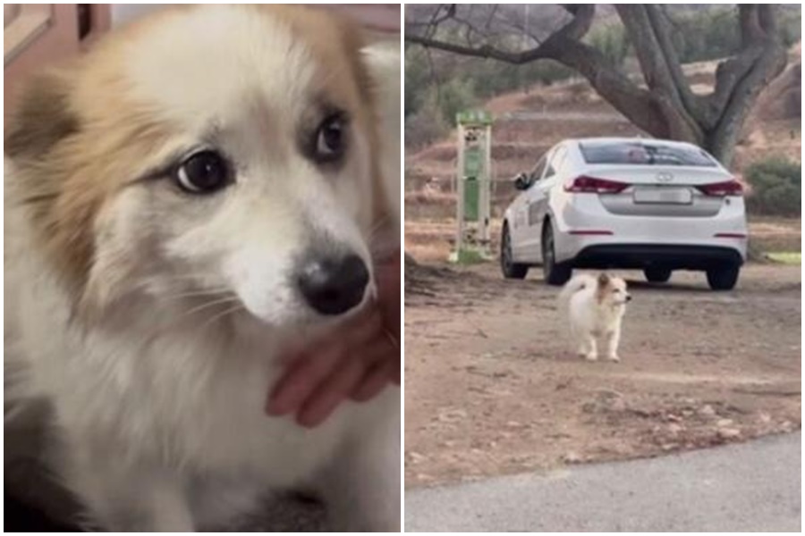 南韓濟州航空7C2216號班機空難，其中一家9口全數罹難，養的狗狗布丁則不斷在家附近徘徊，等待家人回家。（翻攝自IG）