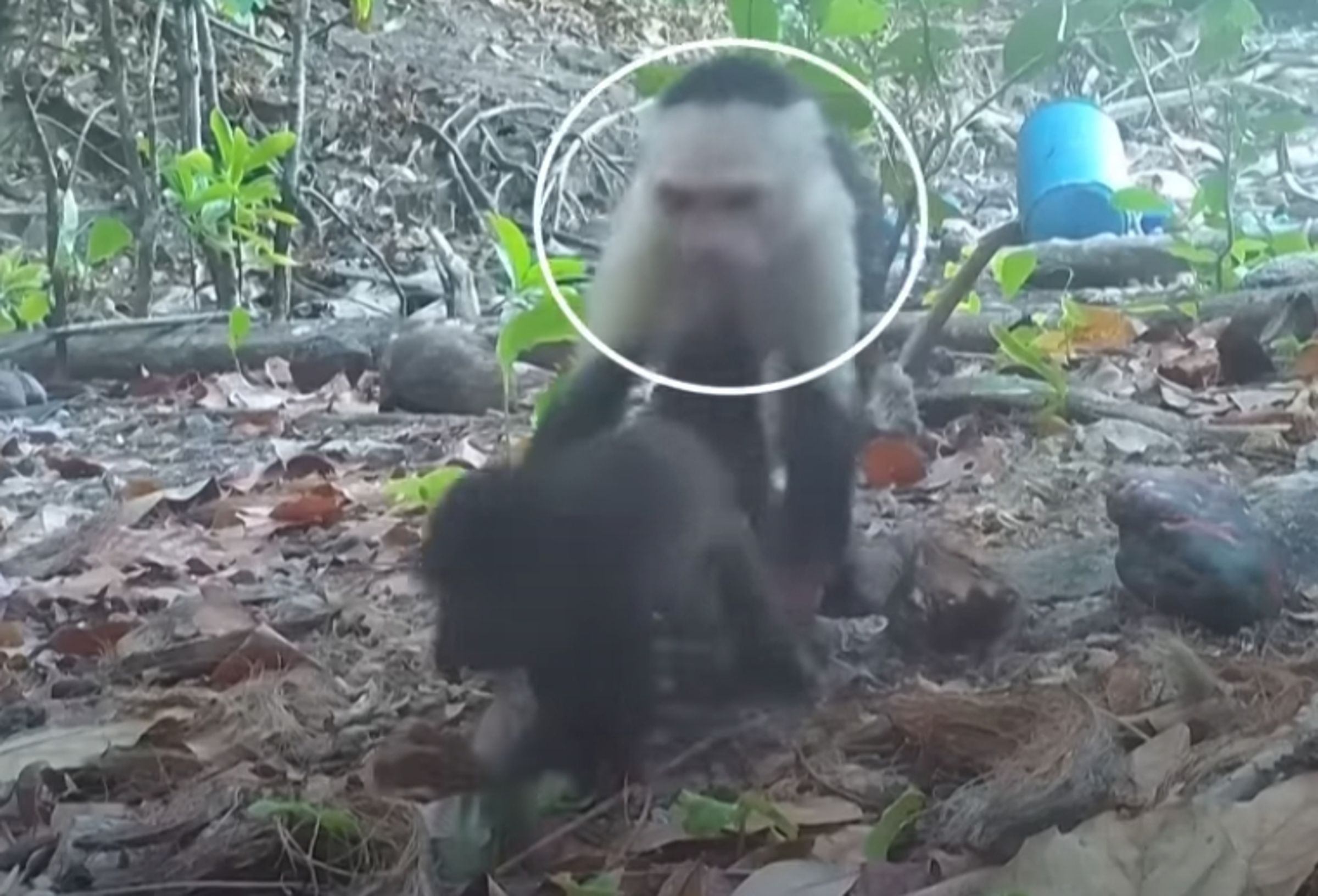 巴拿馬一座小島上的公捲尾猴,被科學家攝影機捕捉到接連擄走11隻吼猴寶寶。(翻攝自YouTube Guardian News)