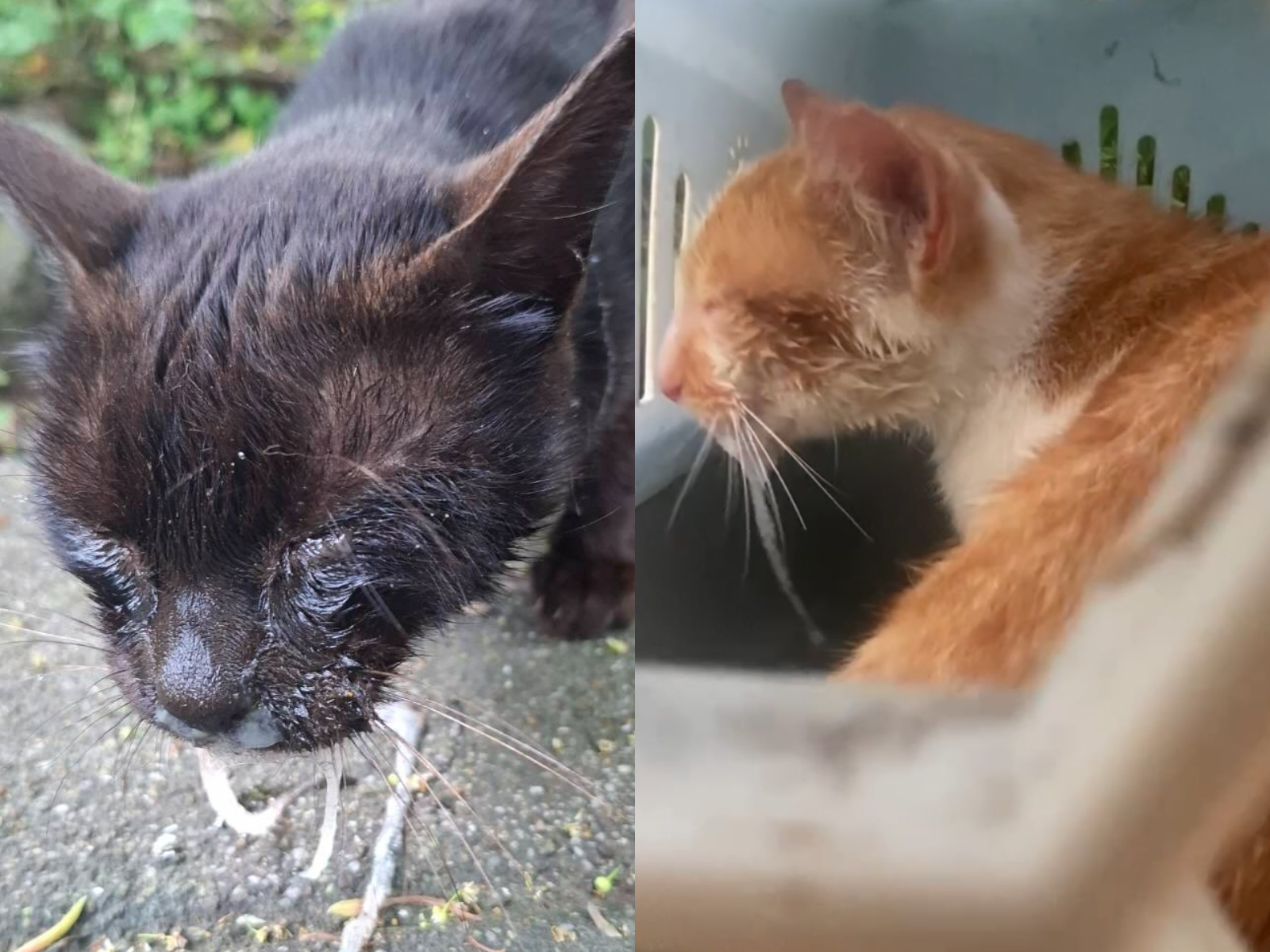 猴硐貓村的貓咪昨日遭不明人士朝臉部噴灑辣椒水，只見貓咪眼睛睜不開，表情十分痛苦。（翻攝自瑞芳猴硐貓公所/Threads平台）