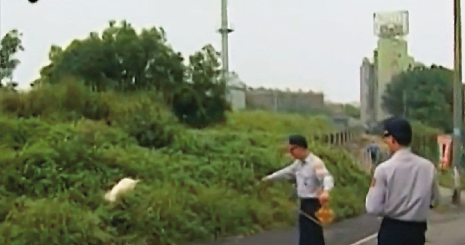 邱俊雄將少女棄屍在交流道旁的草叢,屍體被遛狗的民眾發現報警。(翻攝東森新聞)