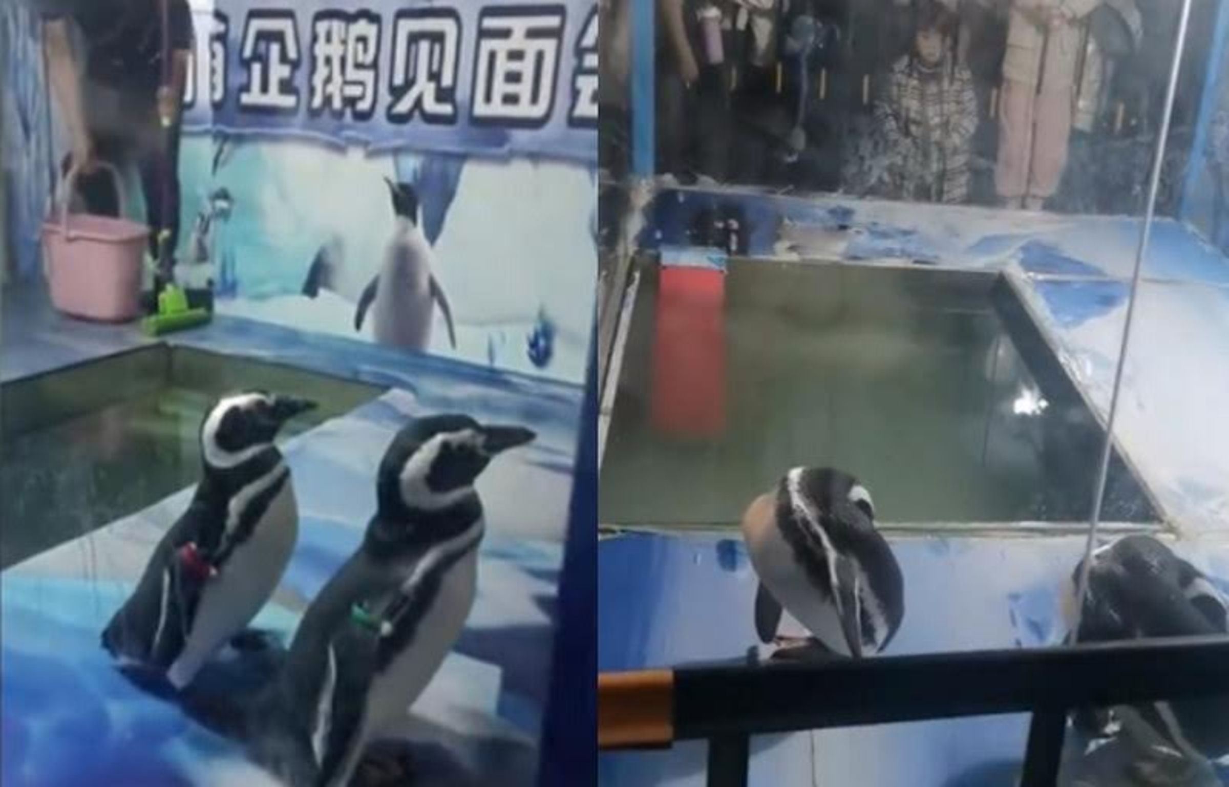 南極企鵝館僅展示兩隻活體企鵝,讓民眾大失所望。(翻攝微博)