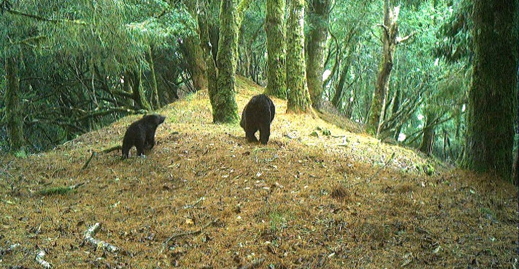 研究團隊以紅外線相機拍攝到的母子熊。（翻攝自玉山國家公園粉絲專頁）