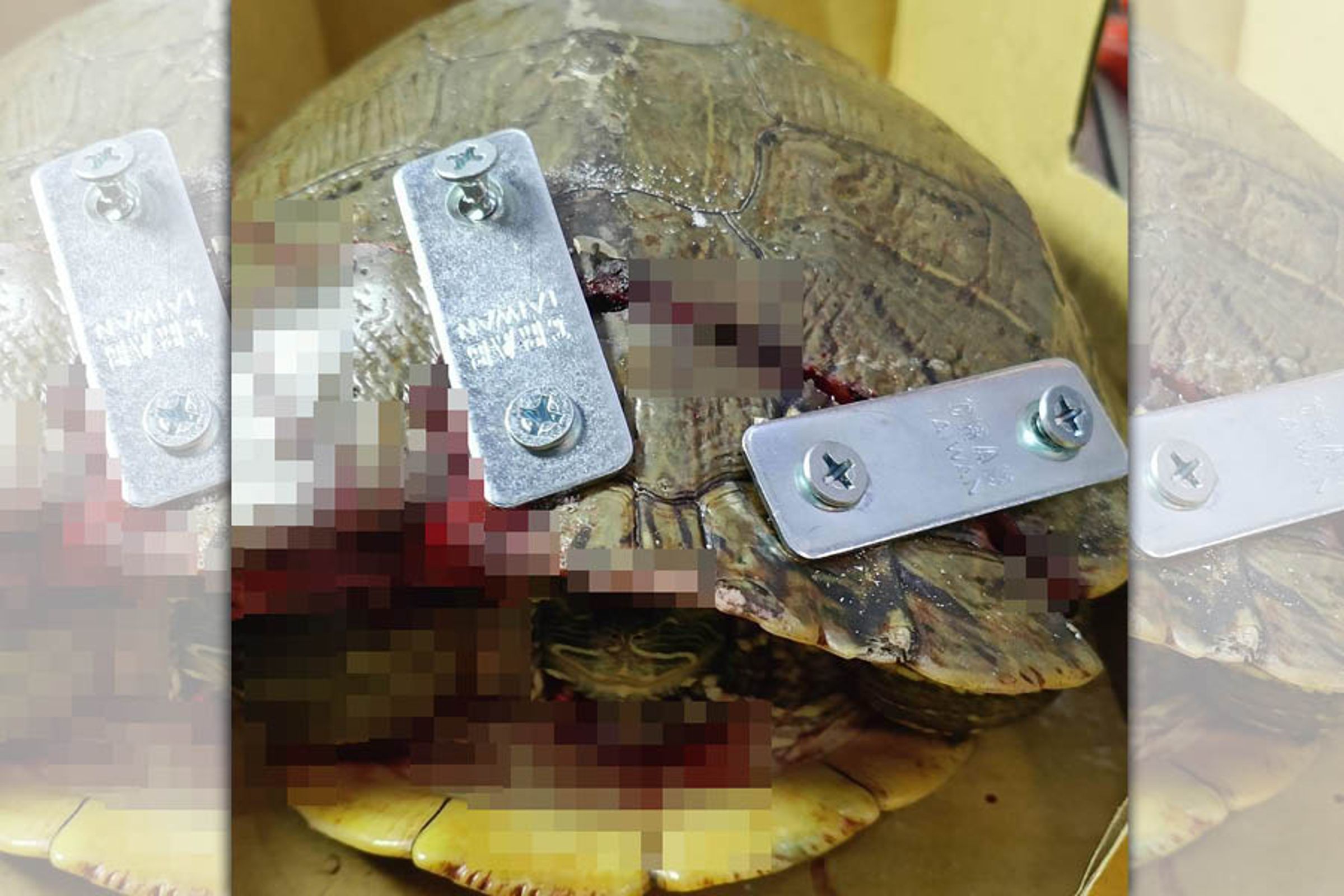 公民團體台灣清新3.1連線揭發，有受傷烏龜被送往新北市簽約的動物救援醫院治療，竟被用螺絲鎖上龜殼，涉及虐待。（台灣清新3.1連線提供）