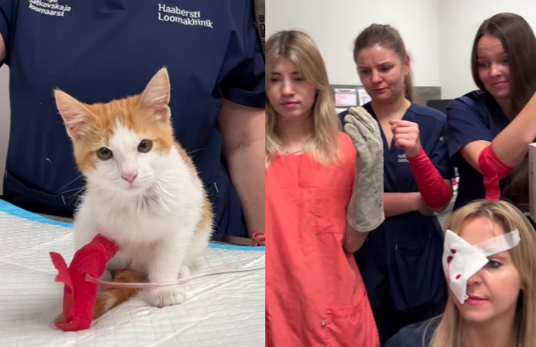 愛沙尼亞動物醫院驚現「戰鬥貓」，小橘貓揍傷7名獸醫後仍霸氣坐鎮，影片在IG爆紅，引發網友熱烈討論。（翻攝自instagram/haabersti_loomakliinik）