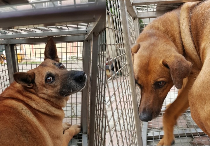 大明高中有兩隻十分親人的校狗，分別是小明與小朋，然而，近日校方卻將牠們通報送至動物之家。（台中市動保處提供）
