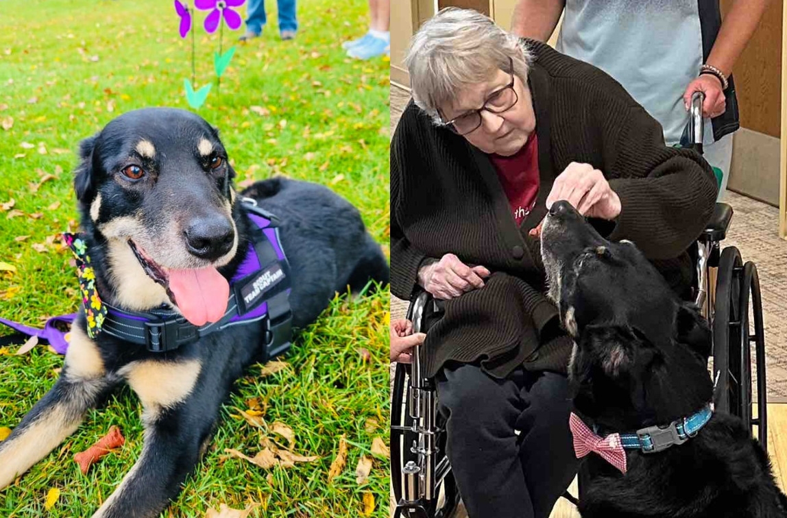 史考特三度從收容所逃出，最終被養老院收養。（翻攝IG@scout_mbmcf）