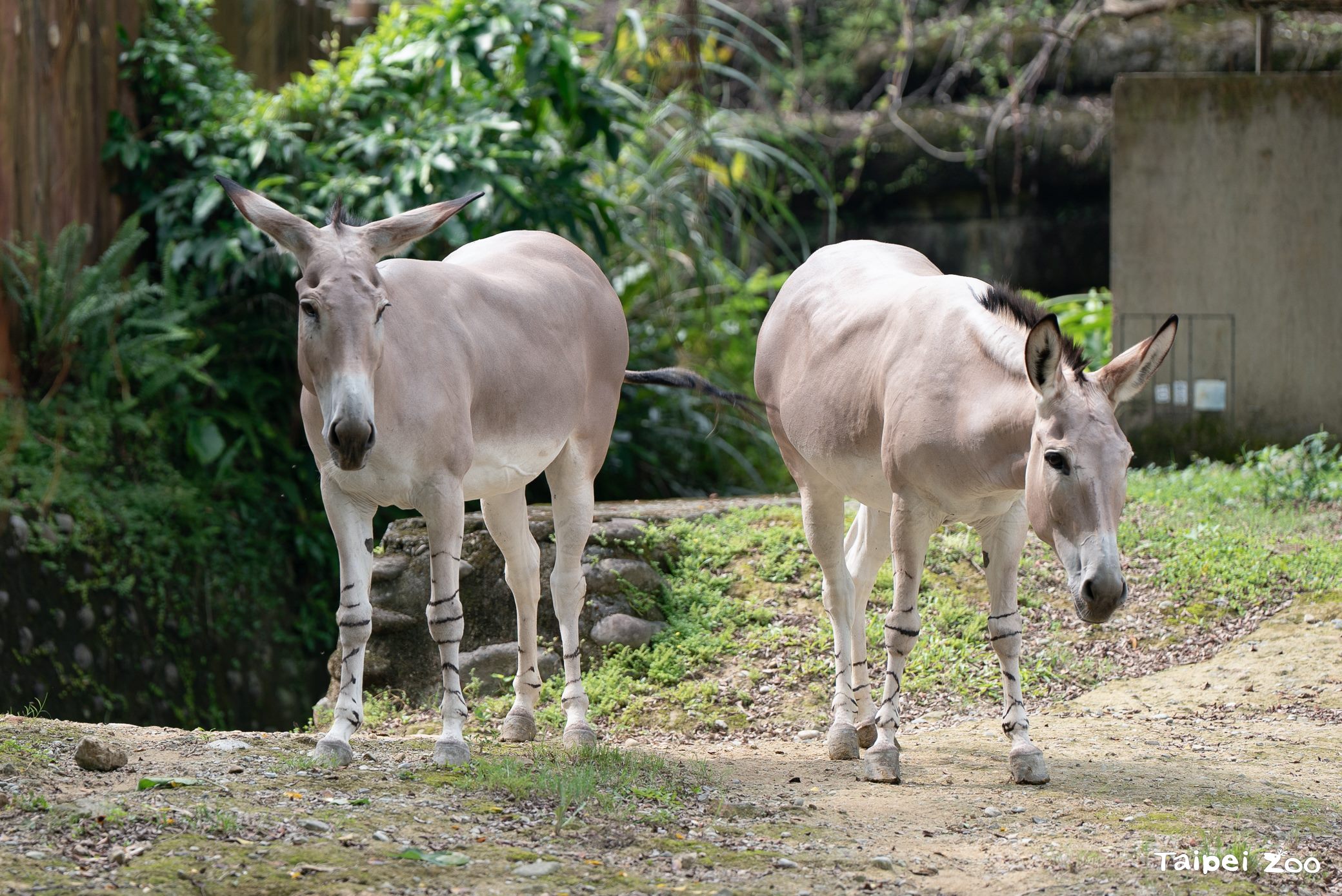 不僅有馬，還有非洲野驢可看。（台北市立動物園提供）