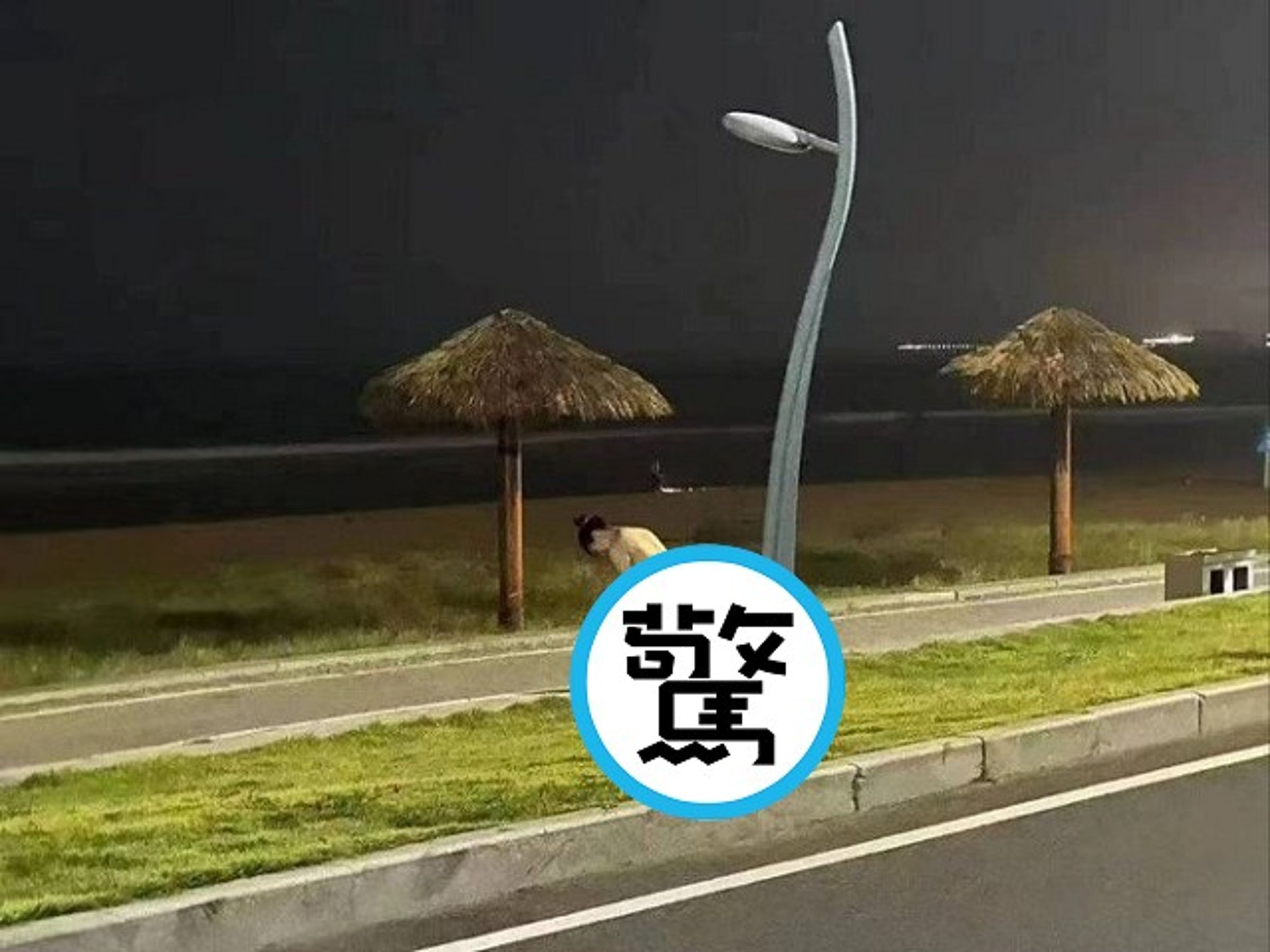 正妹深夜濱海路旁Z字式性愛,男友「魚嘴搗深穴」讓人驚呆了。(翻自《吃瓜網》)