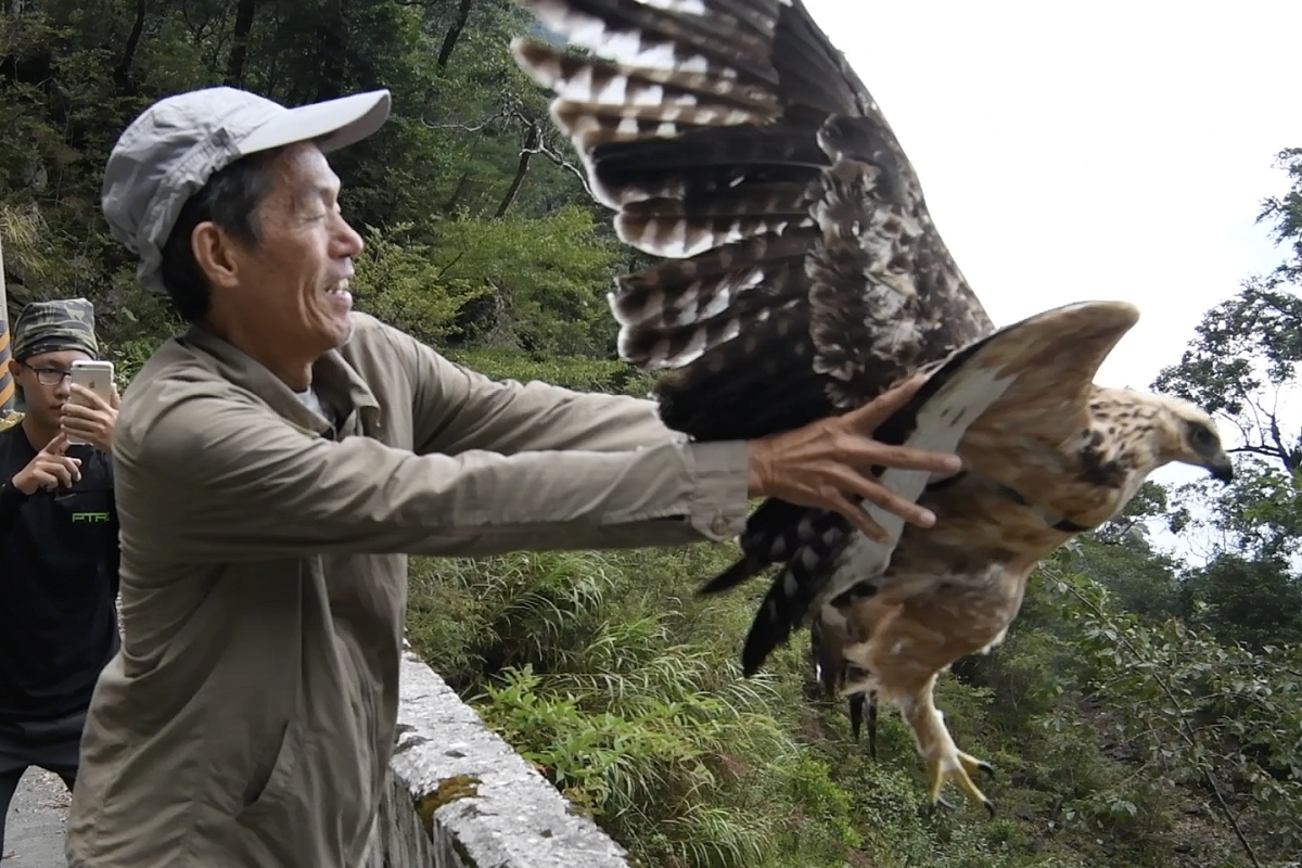 《飛吧！熊鷹》完整捕捉熊鷹從求偶、配對到育雛等珍貴畫面。 （采昌國際多媒體提供）
