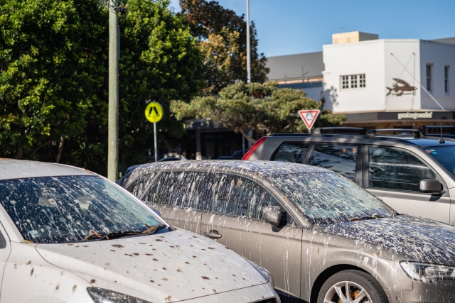 研究指出，有幾種車輛在鳥眼中格外顯眼，成為牠們的首選轟炸對象。（示意圖 / photo-ac）