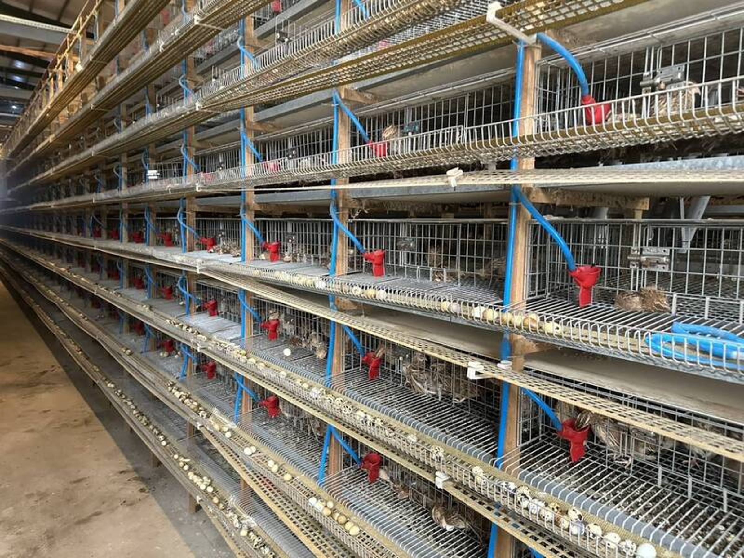 動物防疫所指出,11日接獲興鄉1場鵪鶉場反應其場內鵪鶉有異常死亡情形。(動物防疫所提供)