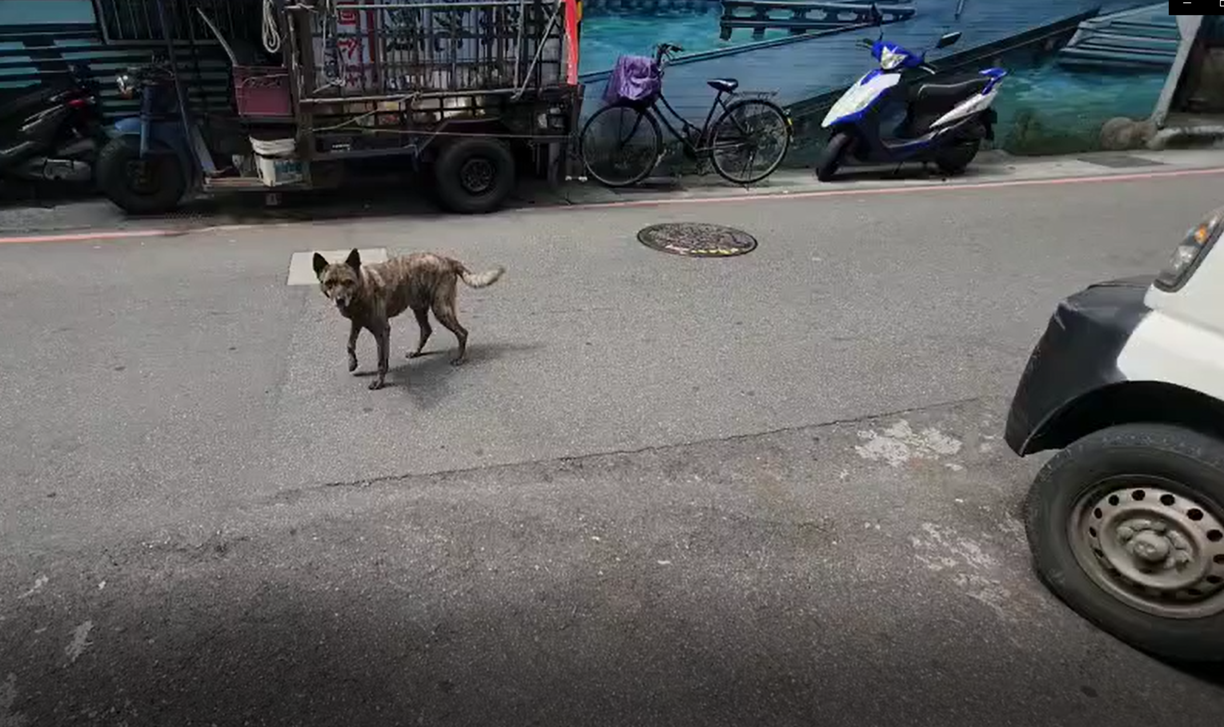 丁姓飼主習慣讓犬隻在外遊蕩。(新北動保處提供)