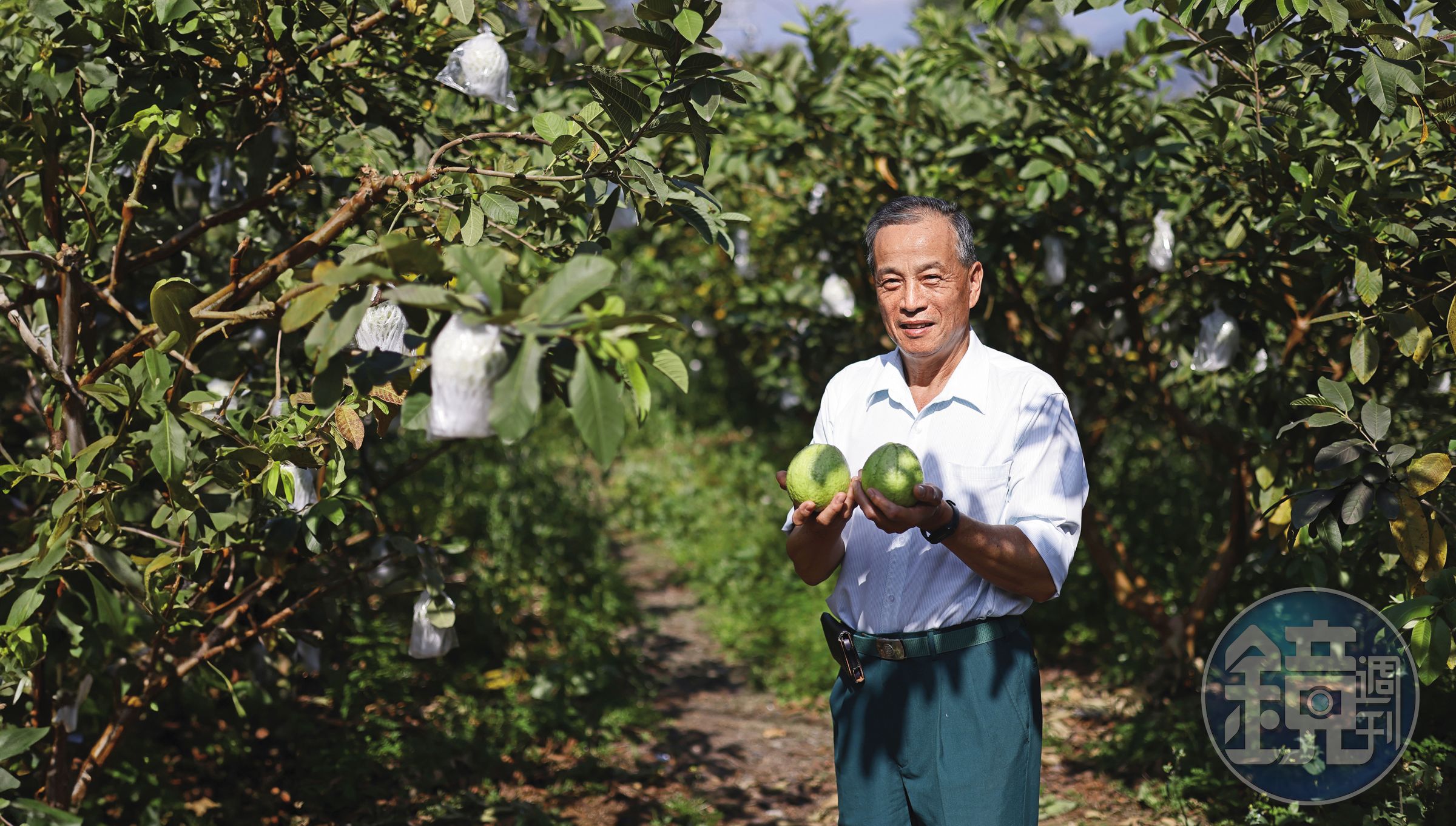 蕭石城現在仍種有幾棵芭樂樹,他說,芭樂不像芒果那麼香,但很清甜,全家都愛吃。圖為附近居民所種芭樂樹。