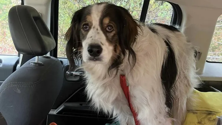 這隻13歲的忠心狗狗，看見主人從身邊跌倒不起，奮不顧身衝向馬路上找救兵，還聰明地攔下一台警車。（翻攝自Stevens County Police Department）