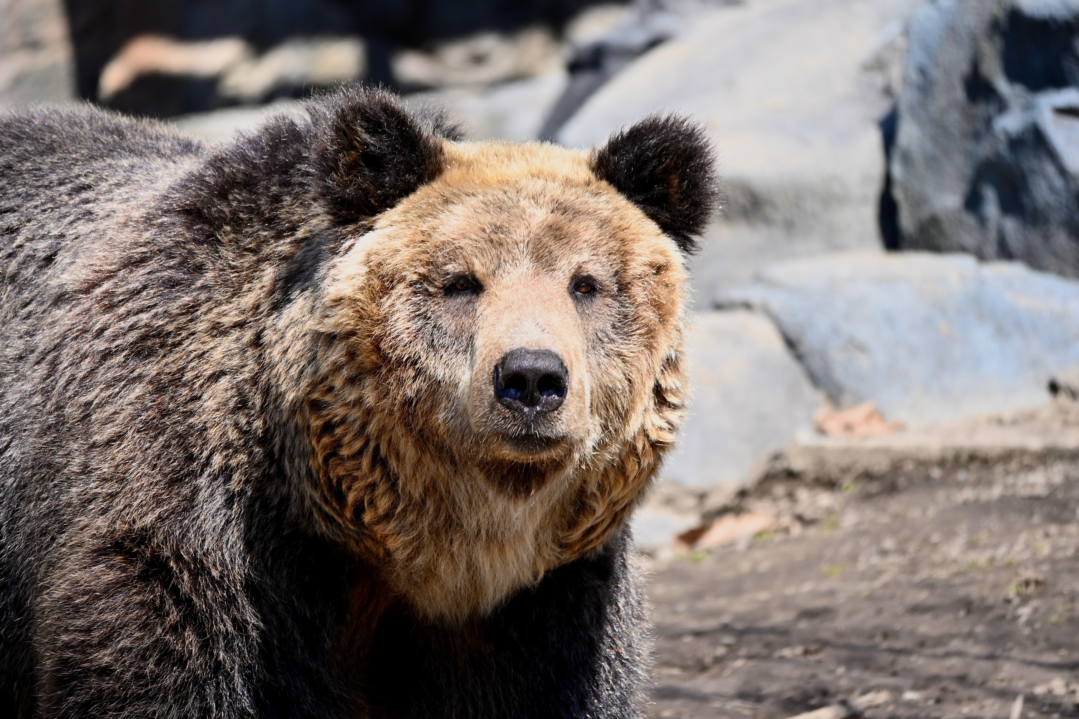日本近期接連傳出熊出沒攻擊事件，引發民眾高度關注與不安。圖非當事熊（翻攝自@StomiIzu X）