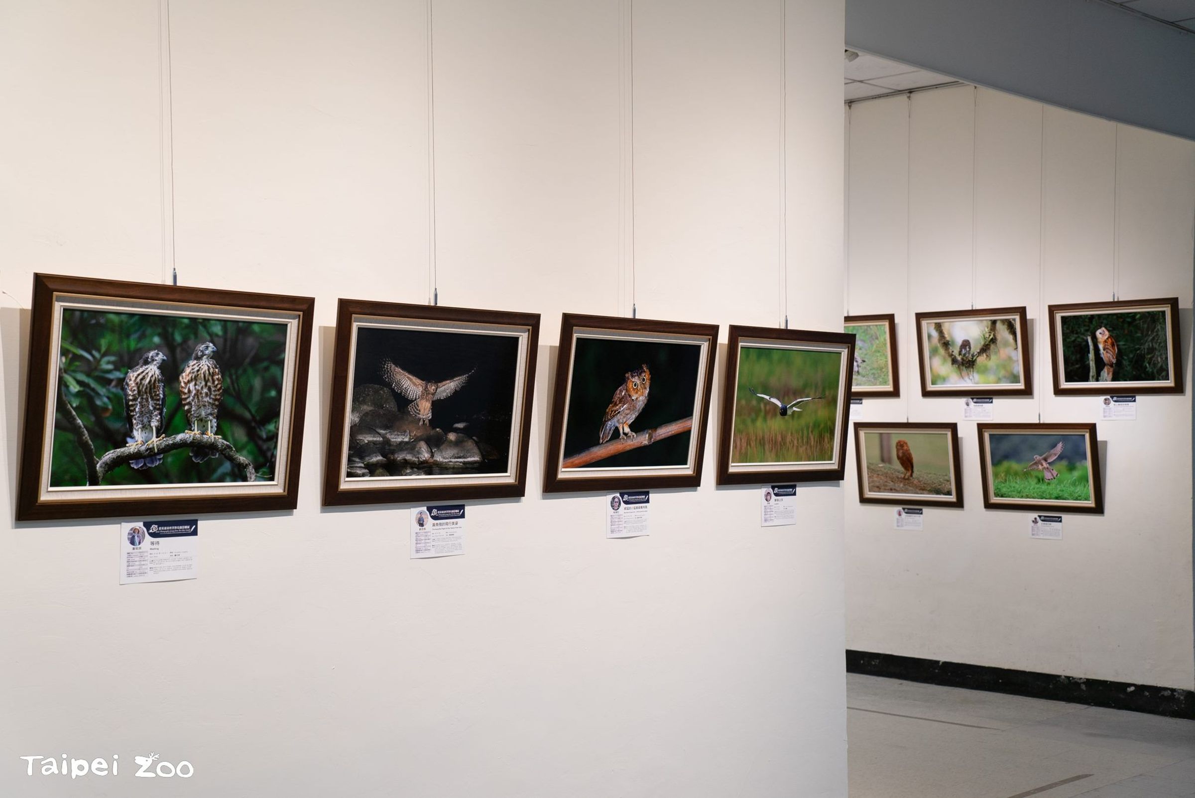 教育中心地下一樓同時推出「群英飛羽2024世界瀕危野鳥攝影聯展」,展示至2024年11月3日。(台北市立動物園提供)