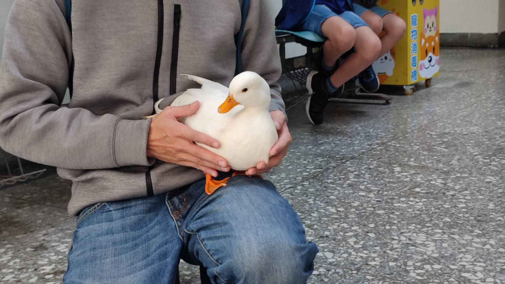 飼主汪先生非常高興找回受地震驚嚇小柯爾鴨。（新北動保處提供）