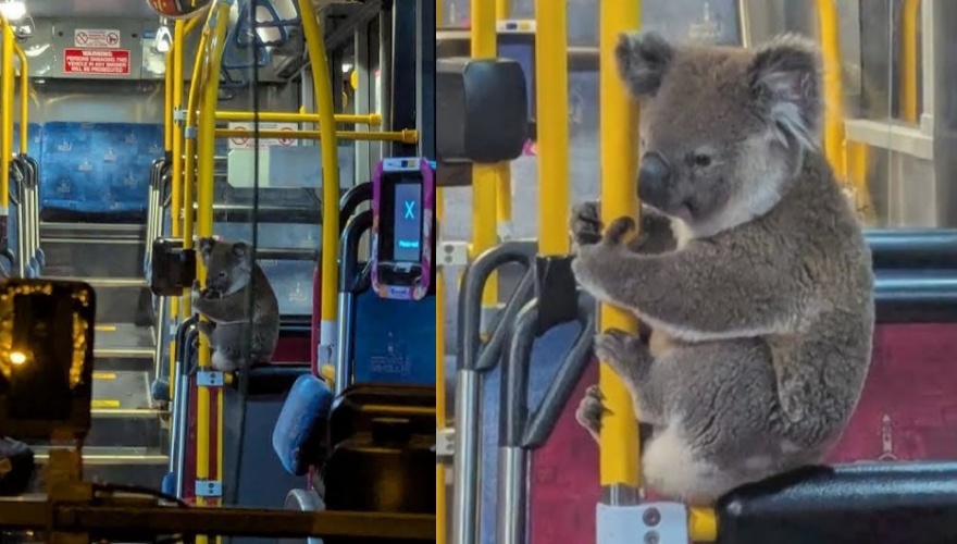 無尾熊夜間誤闖布里斯本市區，一度爬上號誌燈桿，所幸被熱心公車司機救援，經動保單位檢查後平安野放。（翻攝自臉書／Koala Rescue Brisbane South Inc.）