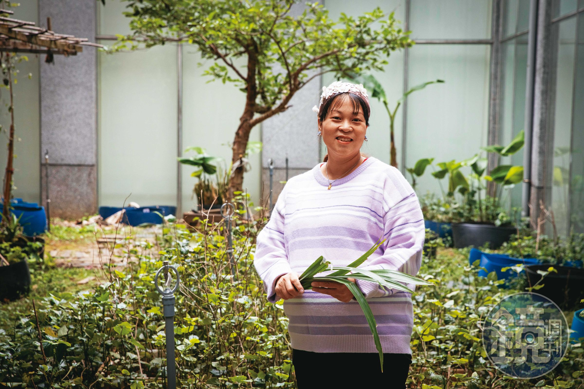 丁氏秋在關渡美術館的戶外花園種植了多種香草，手持的七葉蘭是其中之一，後方為文中提到的無花果樹。