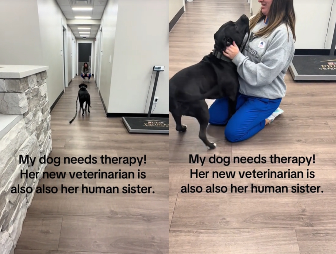 國外一隻害怕看醫生的比特犬，發現自己最愛的姊姊竟是獸醫，反應瞬間當機。（翻攝tiktok）