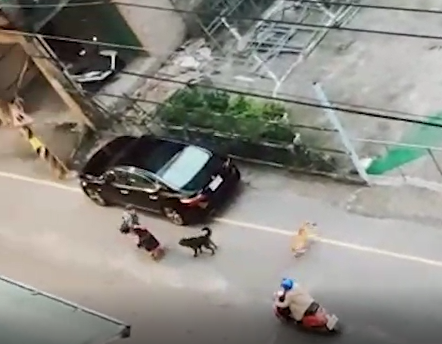 犬隻疏縱追車造成交通危險。(新北動保處提供)