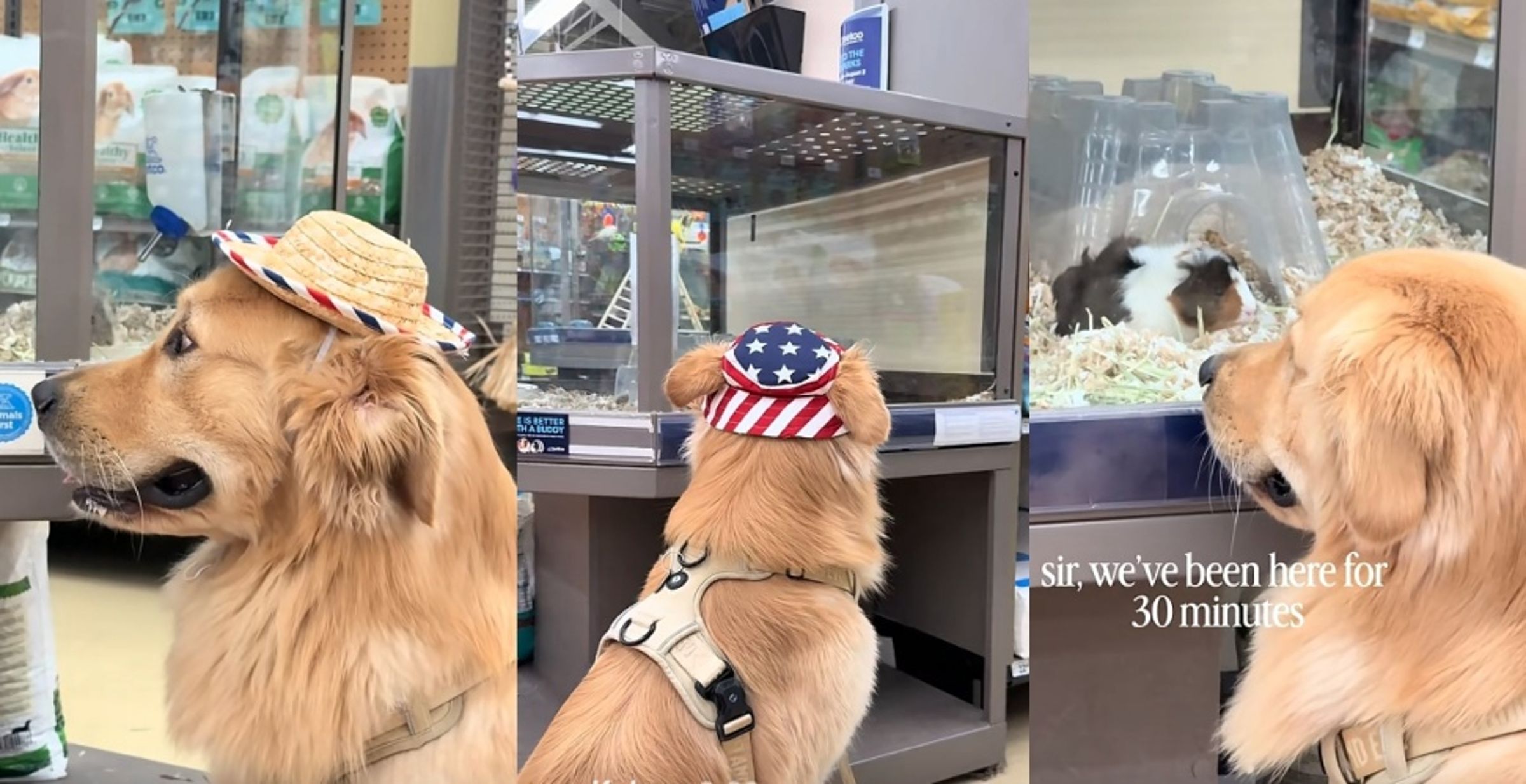 國外一隻黃金獵犬「Moose」每次陪同主人前往寵物店時,總會被店內展示櫃的天竺鼠吸引,定格超過30分鐘凝視,深情神情融化大批網友。(翻攝自抖音)