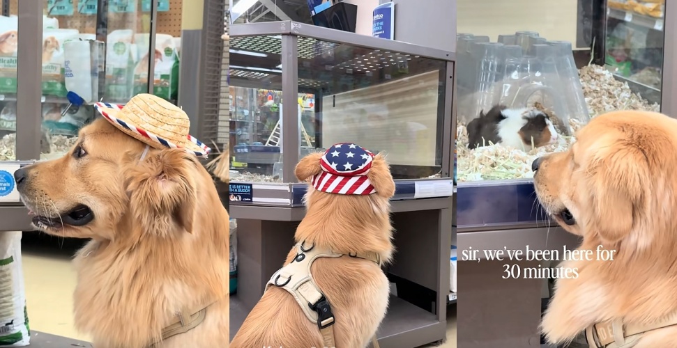 國外一隻黃金獵犬「Moose」每次陪同主人前往寵物店時,總會被店內展示櫃的天竺鼠吸引,定格超過30分鐘凝視,深情神情融化大批網友。(翻攝自抖音)