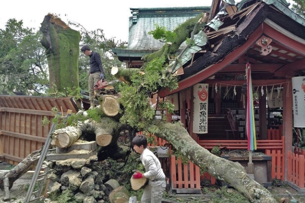 據稱坂本龍馬曾在動盪時期,為向妻子楢崎龍報平安,在樹幹上刻下「龍」字。(翻攝畫面)