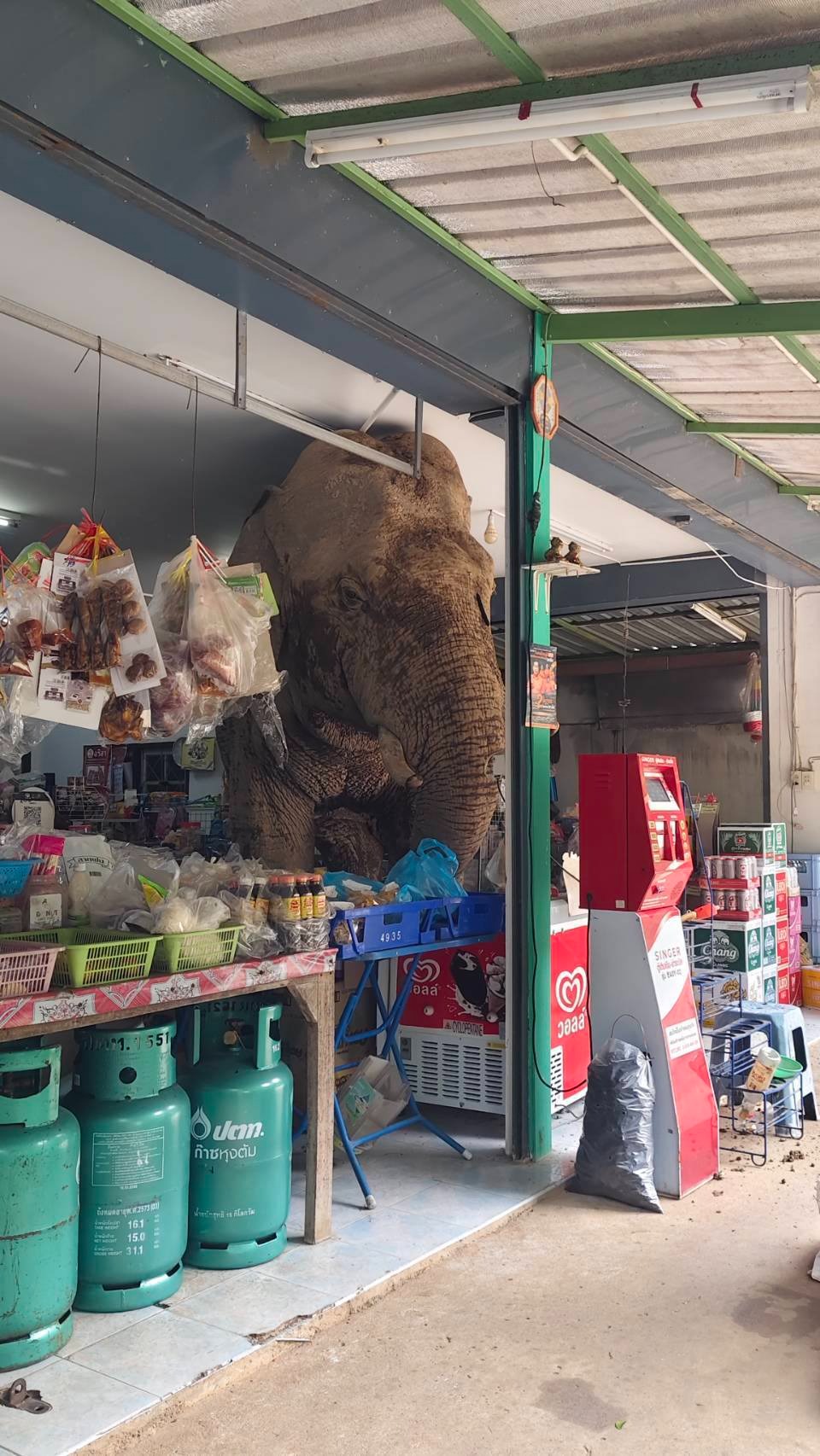 一頭野生可愛大象闖入便利商店「大快朵頤」，吃了一堆脆米餅和雞蛋後，才滿足地離開。（翻攝畫面）
