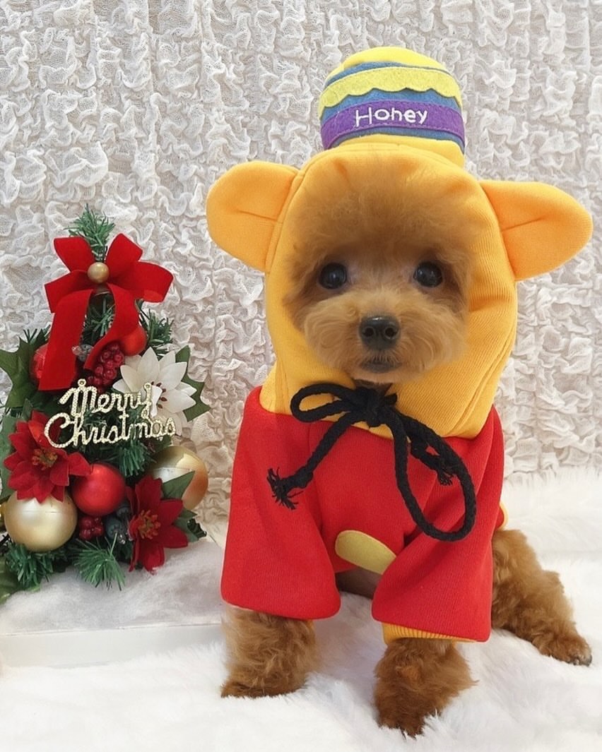 今井翼為愛犬取名「Pu~」，經常幫愛犬打扮。（翻攝今井翼INS）