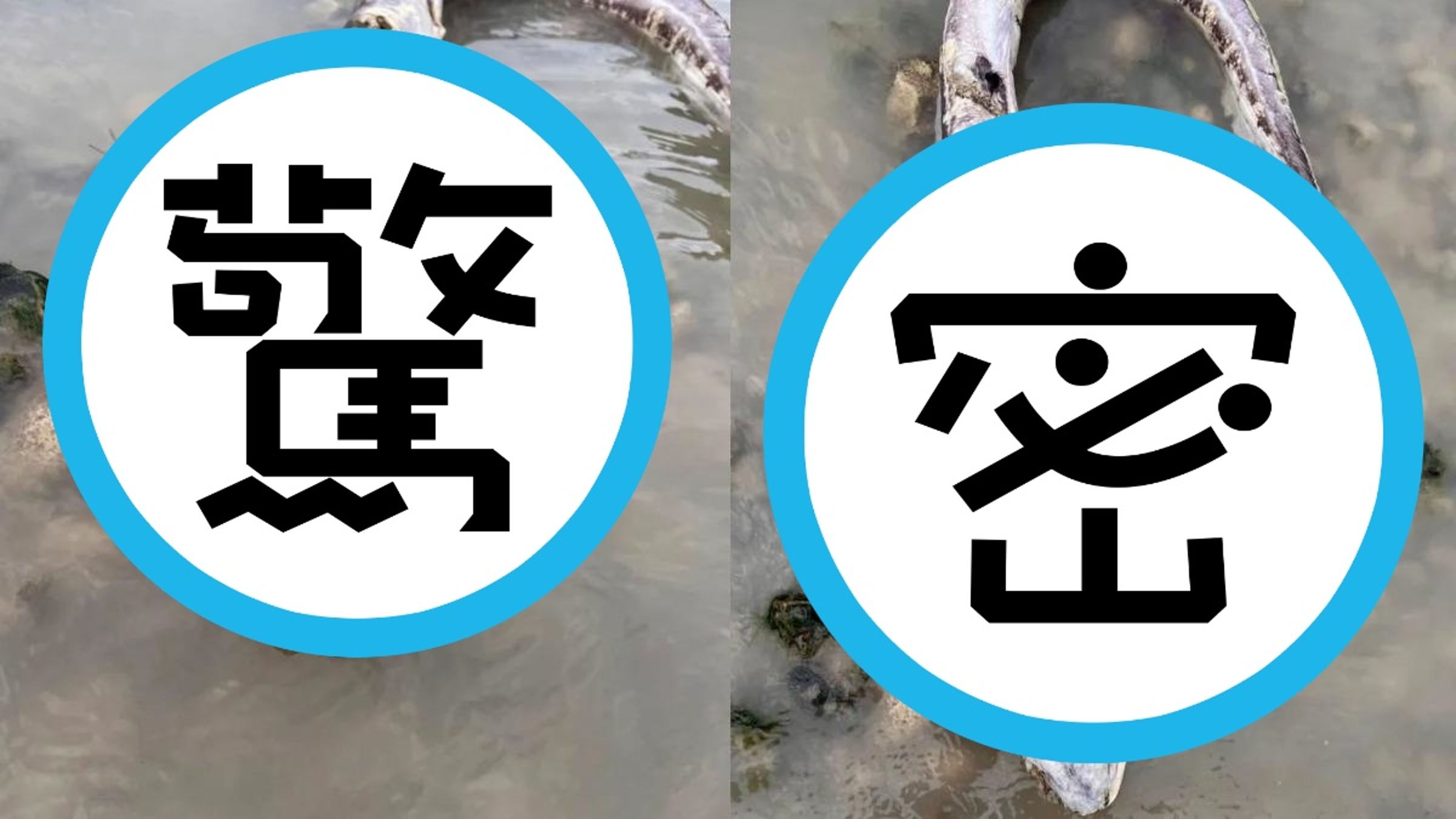 電影場景真實上演?沃辛民眾海灘散步目擊「怪物」驚呼連連。(翻攝自臉書)