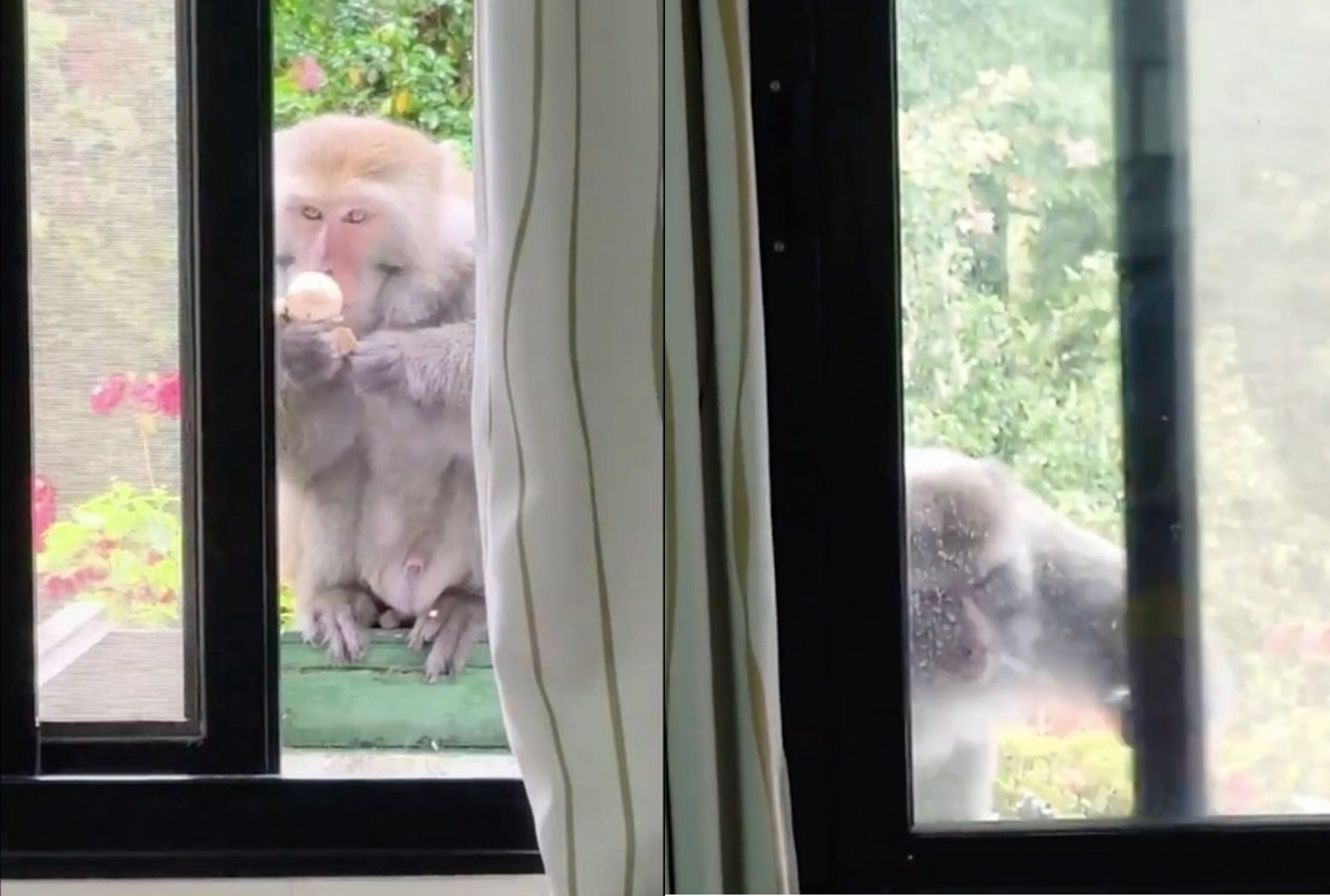 獼猴偷開窗吃茶葉蛋（左），離開前還將紗窗關上（右）。（翻攝畫面）