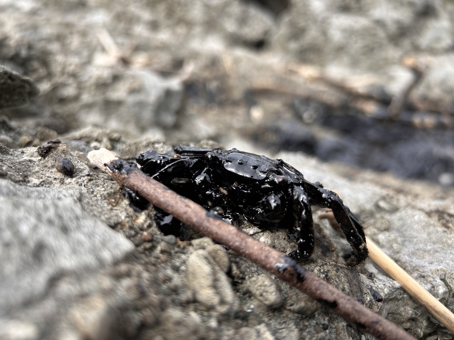 環保團體拍攝到綠島螃蟹身上沾滿油汙。（綠島長期社會生態核心觀測站提供）
