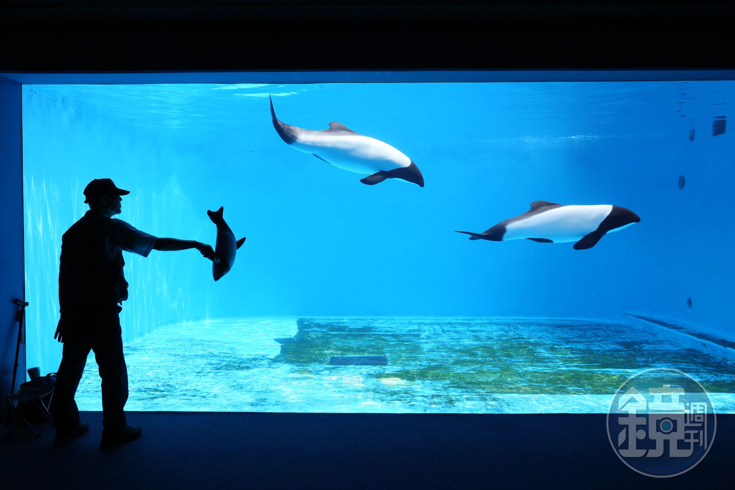「康氏矮海豚」水族箱前是一位老先生負責駐守,他認真與海豚遊玩的神情,令人感動。