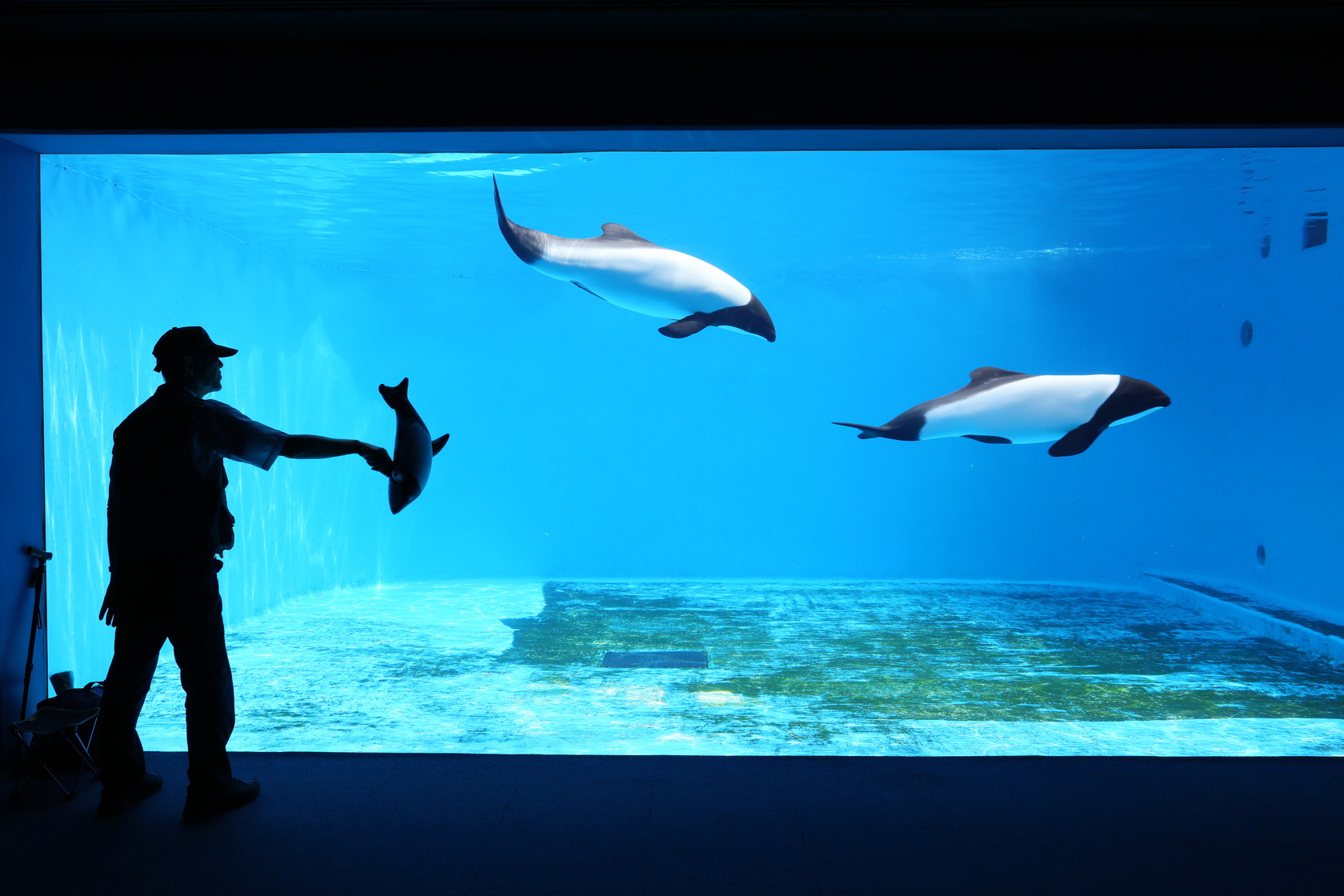 「康氏矮海豚」水族箱前是一位老先生負責駐守,他認真與海豚遊玩的神情,令人感動。