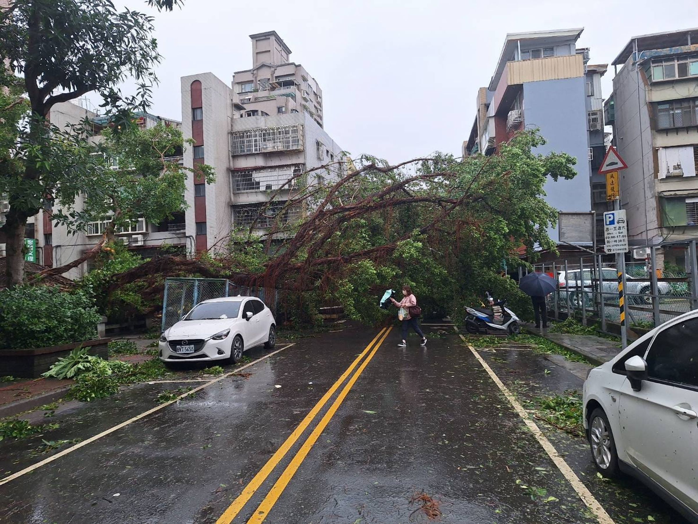 颱風過境,台北市今日街頭滿目瘡痍,四處都是傾倒的路樹。(翻攝台北市議員游淑慧臉書)