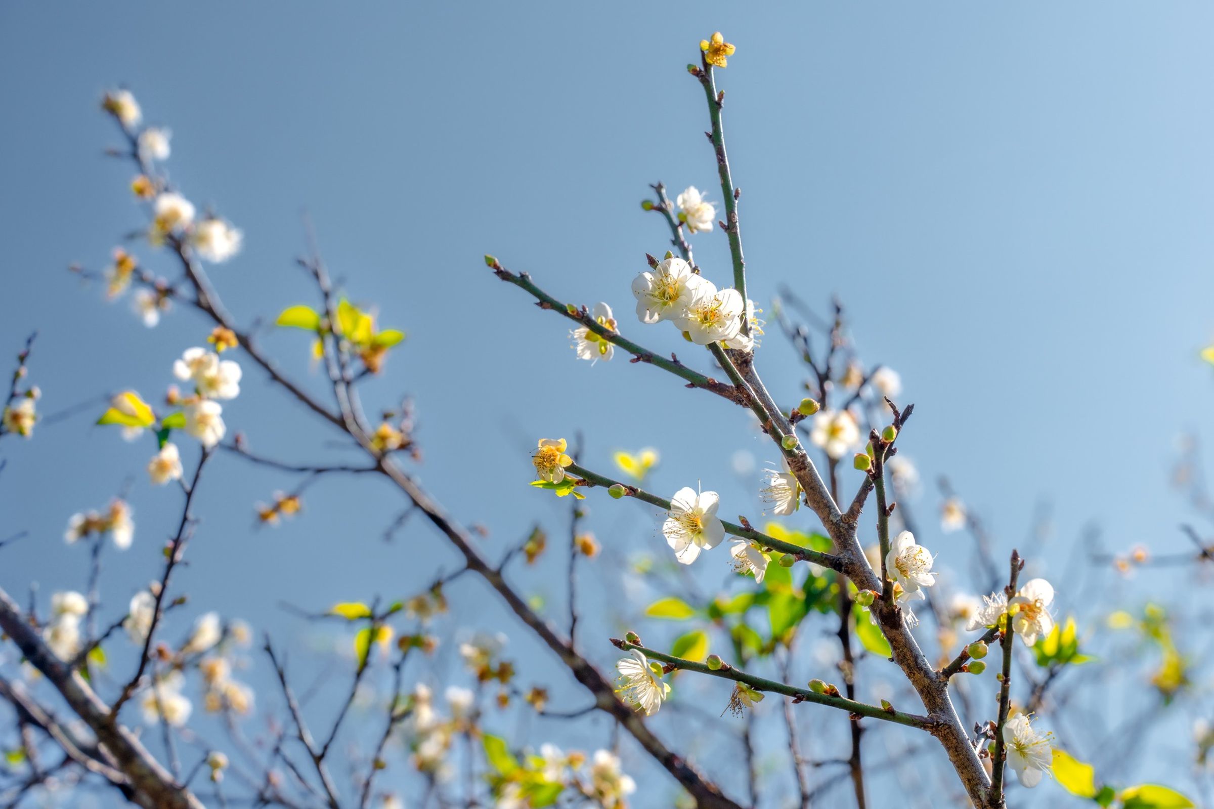 梅嶺的梅花今年出現分批開花的情況。(翻攝西拉雅國家風景區管理處粉絲團)