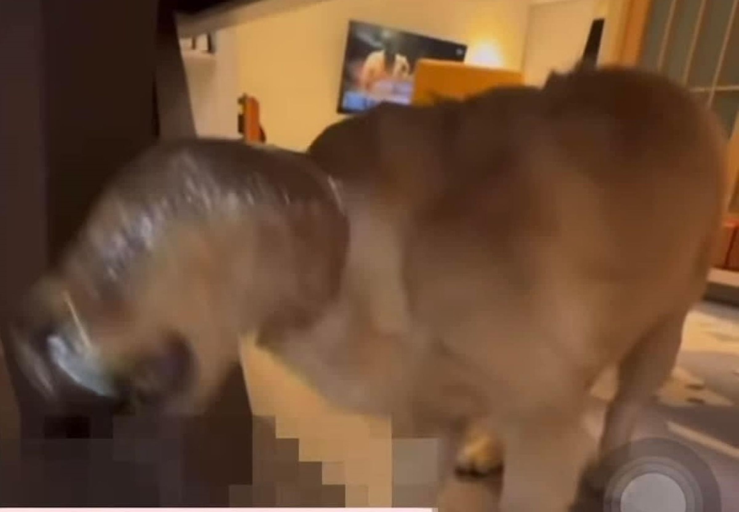 一名女網友以保鮮膜綑綁犬隻的頭部,引發網友砲轟虐待動物。(翻攝畫面)
