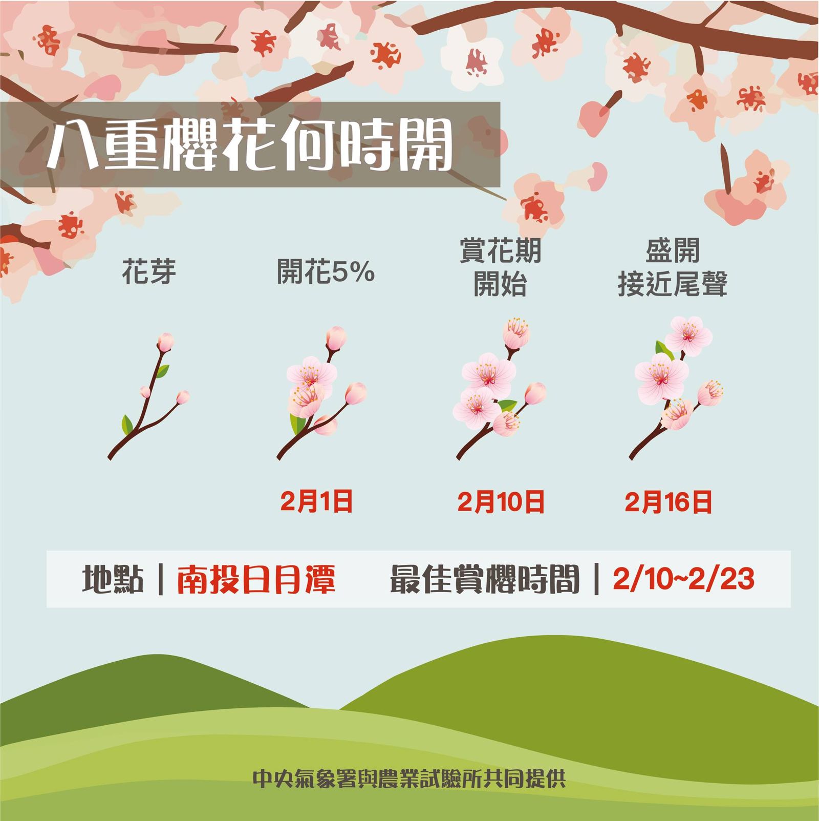 中央氣象署昨po出一張圖表,預測今年南投日月潭八重櫻花的最佳賞花期落在2月10日。(翻攝自中央氣象署臉書粉專)