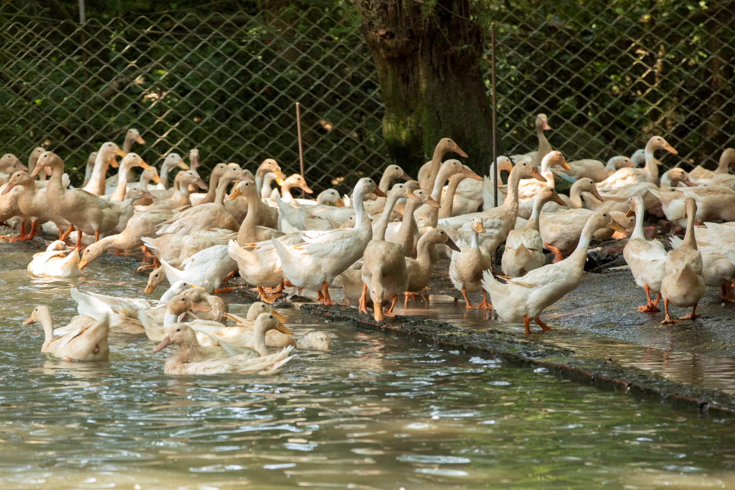 台灣的蛋鴨為褐色菜鴨，屏東種的母鴨體型小卻很能下蛋，老姜的店的鴨蛋即源出於此，許緞還透露公主鴨的處女蛋，蛋白吃起來比較Q。