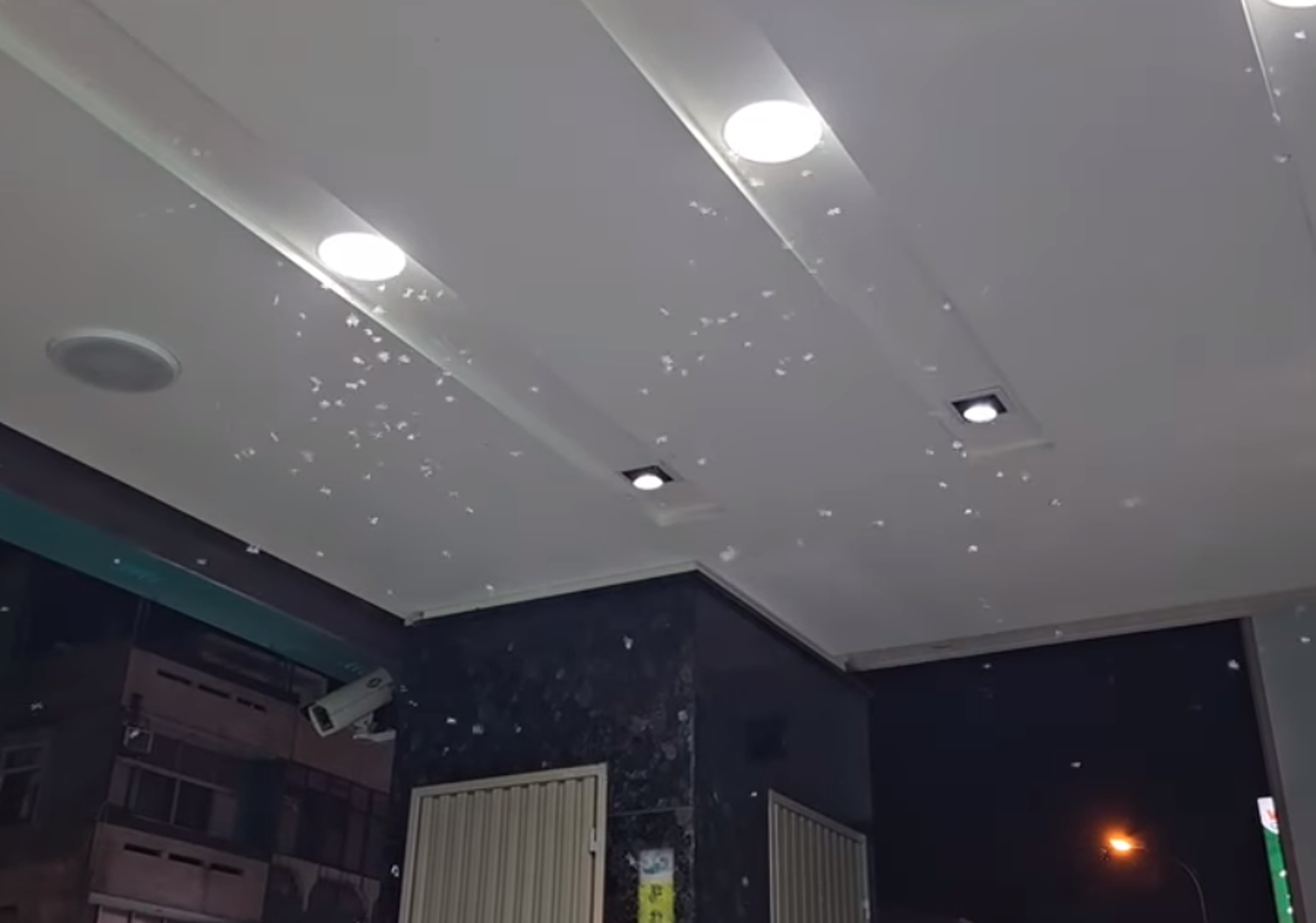 鄭明典昨晚分享大水蟻群聚在燈光下的畫面。(翻攝自鄭明典臉書)