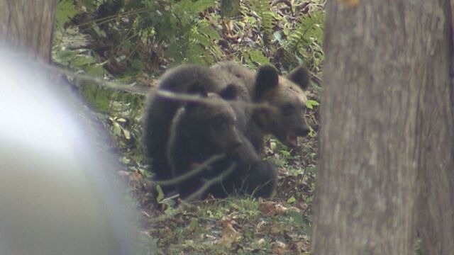 日本近來頻傳熊出沒事件，不僅民眾受驚，甚至發生人被熊襲擊的事故。（翻攝自HTB Hokkaido News）